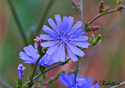Cichorium intybus